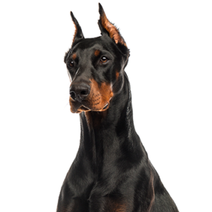 Waggles Doberman Pinscher