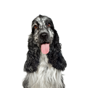 Waggles English Cocker Spaniel