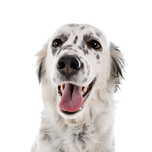 Waggles English Setter