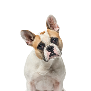 Waggles French Bulldog