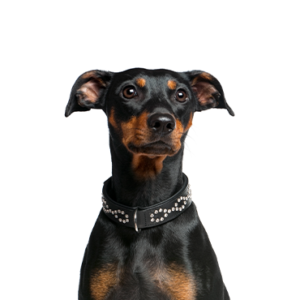 Waggles German Pinscher