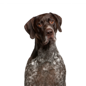 Waggles German Shorthaired Pointer