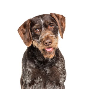 Waggles German Wirehaired Pointer