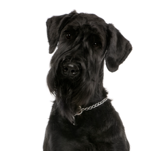 Waggles Giant Schnauzer