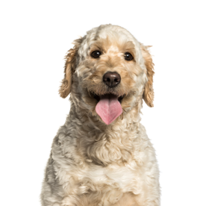 Waggles Goldendoodle