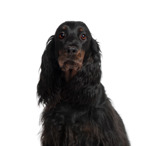 Waggles Gordon Setter