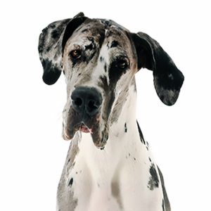 Waggles Great Dane