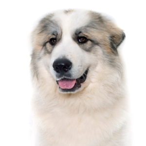 Waggles Great Pyrenees