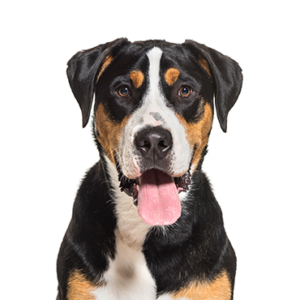 Waggles Great Swiss Mountain Dog