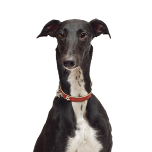 Waggles Greyhound