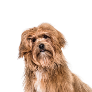 Waggles Puppy Boutique Havanese