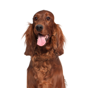 Waggles Irish Setter