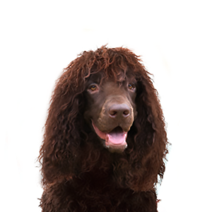 Waggles Irish Water Spaniel