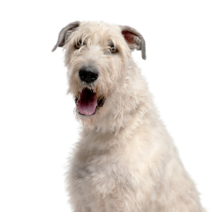 Waggles Irish Wolfhound