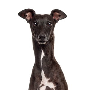 Waggles Italian Greyhound