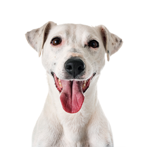 Waggles Jack Russell Terrier