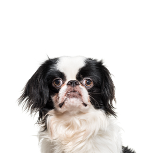 Waggles Japanese Chin