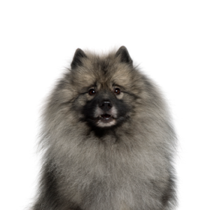 Waggles Keeshond