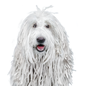 Waggles Komondor