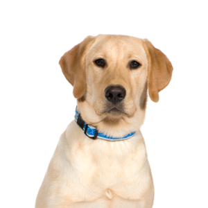 Waggles Labrador Retriever