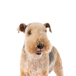 Waggles Lakeland Terrier