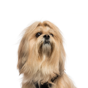 Waggles Lhasa Apso