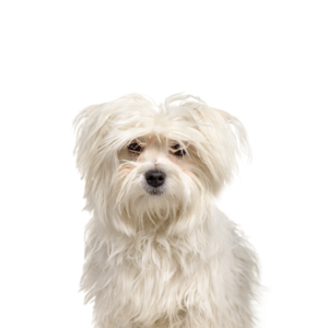 Waggles Maltipom