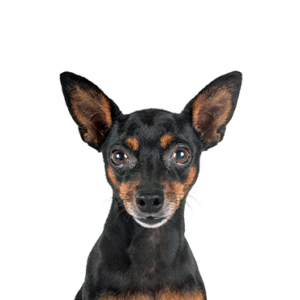 Waggles Miniature Pinscher