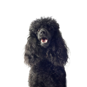 Waggles Miniature Poodle