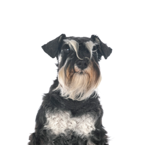 Waggles Miniature Schnauzer