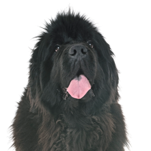 Waggles Newfoundland