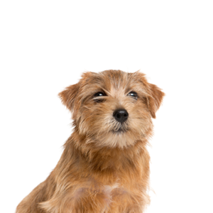 Waggles Norfolk Terrier