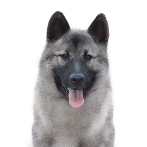 Waggles Norwegian Elkhound