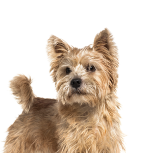 Waggles Norwich Terrier
