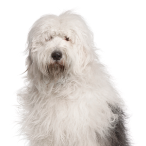 Waggles Old English Sheepdog
