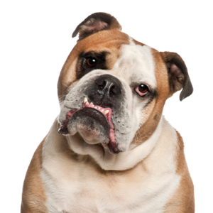 Waggles Olde English Bulldogge