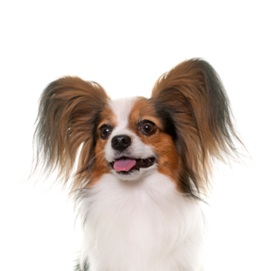 Waggles Puppy Boutique Papillon