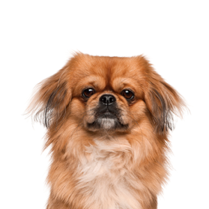 Waggles Pekingese