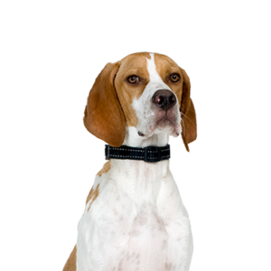 Waggles Pointer