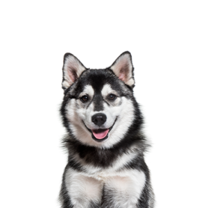 Waggles Pomsky