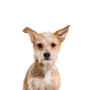 Waggles Chipoo