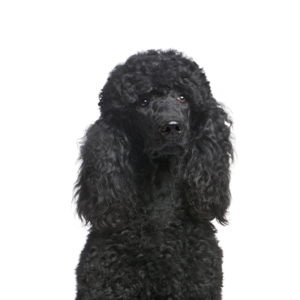 Waggles Poodle