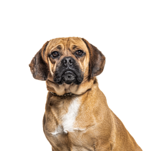 Waggles Puggle
