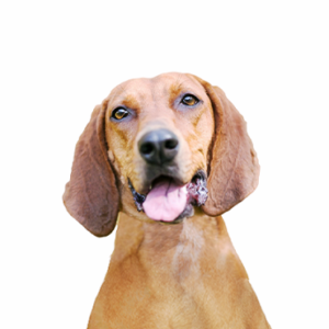 Waggles Redbone Coonhound