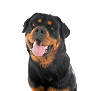 Waggles Puppy Boutique Rottweiler