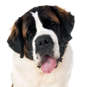 Waggles Saint Bernard