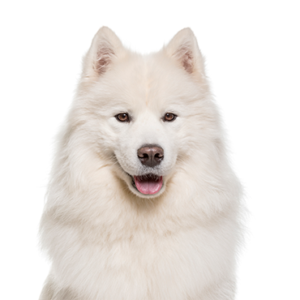 Waggles Samoyed