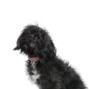 Waggles Schnoodle