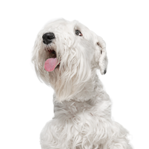 Waggles Sealyham Terrier