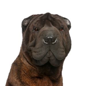 Waggles Shar-Pei